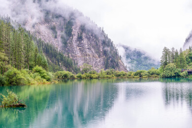 中国九寨沟风景区箭竹海景色