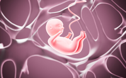 多孔神经纤维背景和人类胚胎3D渲染