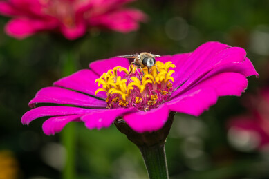 紫红色百日菊上的蜂蝇