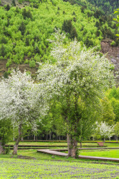 中国四川甘孜州康定市甲根坝的俄色花