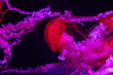 水族馆里的太平洋海刺水母