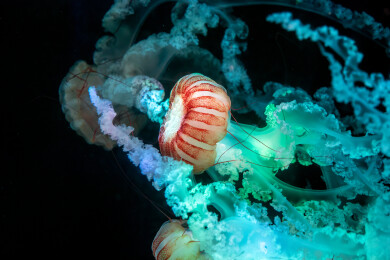 水族馆里的南美海刺水母