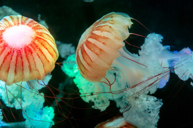 水族馆里的南美海刺水母