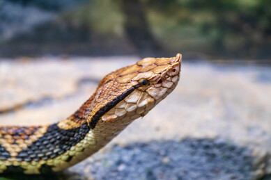 尖吻蝮头部特写