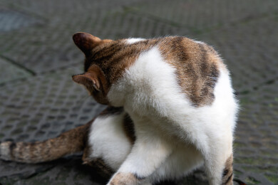 白狸花猫特写