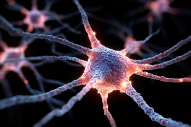 神经元细胞结构显微图像