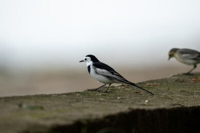 公园里的白鹡鸰