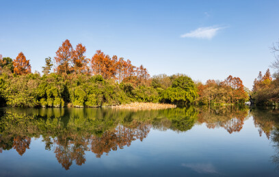 浙江杭州西湖杨公堤秋天美景