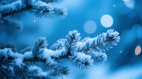 冬日雪松的静谧之美