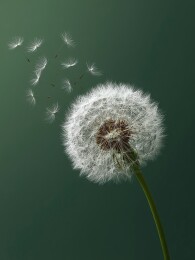 蒲公英种子随风飘散