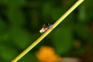 微距下的实蝇昆虫