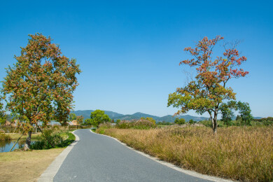杭州余杭良渚古城遗址公园乡间小路秋景