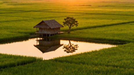 稻田中的小屋与倒影