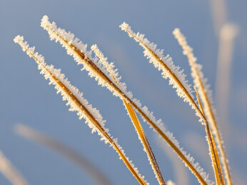 蓝天背景带霜草茎特写图