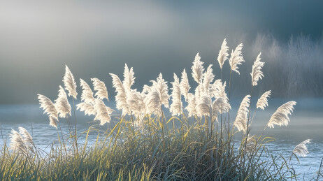 湖边白色芦苇丛景致图
