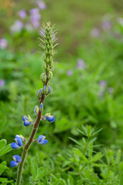 蓝羽扇豆特写花卉美景