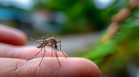 指尖微蚊静立特写