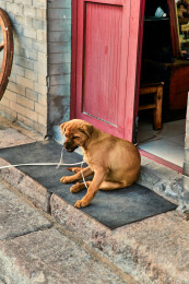 趴在店铺门外的中华田园犬小黄