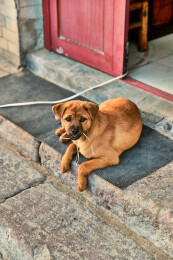 趴在店铺门外的中华田园犬小黄