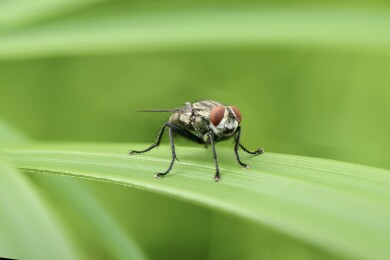 绿叶上的蝇类特写