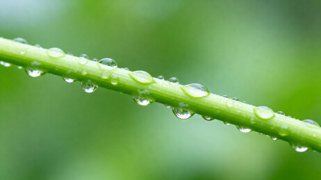 绿茎上的水滴特写
