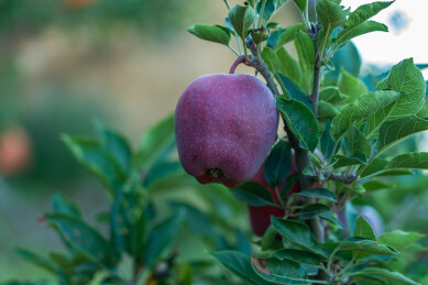 果园红色苹果