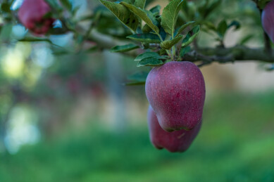 果园红色苹果