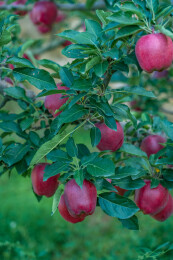 果园红色苹果