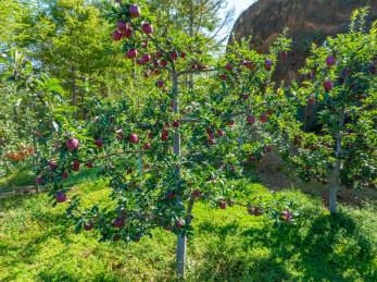 果园红色苹果