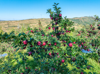 果园红色苹果