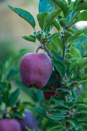 果园红色苹果