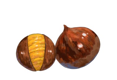 秋天的板栗插画元素