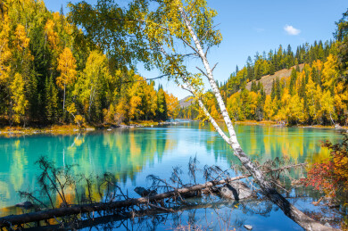 中国新疆阿勒泰喀纳斯月亮湾到卧龙湾沿途风光