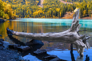 中国新疆阿勒泰喀纳斯月亮湾到卧龙湾沿途风光