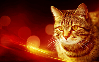有着明亮黄眼睛的斑纹猫