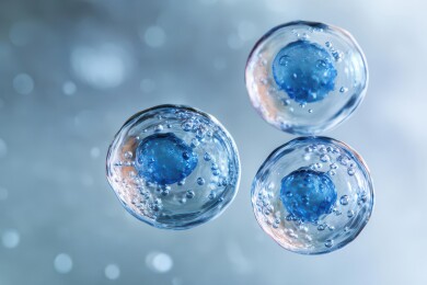 人类早期胚胎发育的微观景象