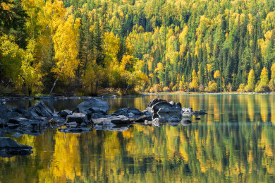 中国新疆阿勒泰喀纳斯月亮湾到卧龙湾沿途