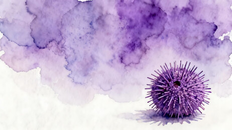 水彩海胆艺术场景