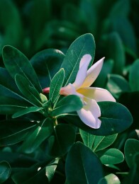 绿叶丛中的落花