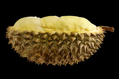 黑色背景上夏天热带水果金枕榴莲果肉的特写