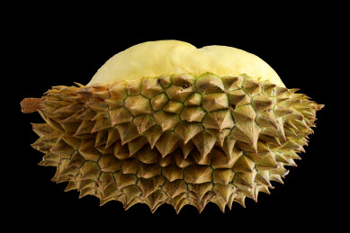 黑色背景上夏天热带水果金枕榴莲果肉的特写