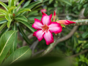 花园里盛开的沙漠玫瑰