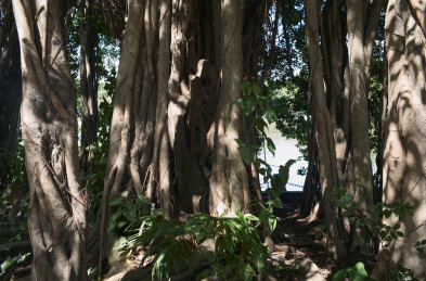 广东汕头中山公园林木景观