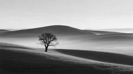 孤树伫立于起伏丘陵