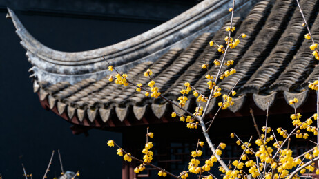 古建筑屋檐与黄花枝头