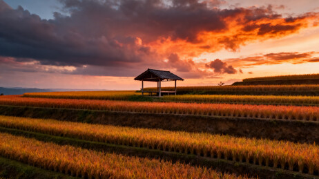 夕阳下的梯田与茅草亭