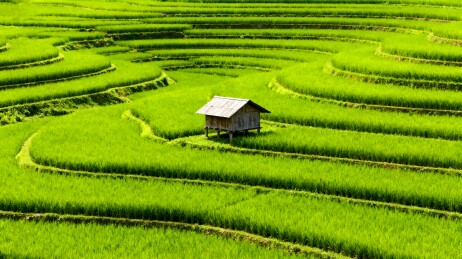 梯田中的小木屋