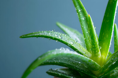 绿色的芦荟上洒满露珠