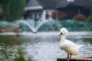 南京愚园池塘边的凤头白鸭