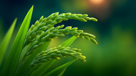 阳光下绿色稻穗的特写摄影图